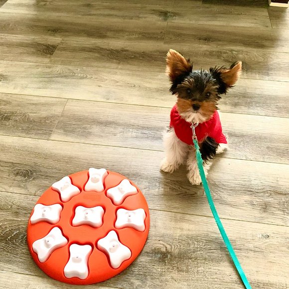 Outward Hound Other - HP!! 🥳 🐾 BEGINNER DOG PUZZLE